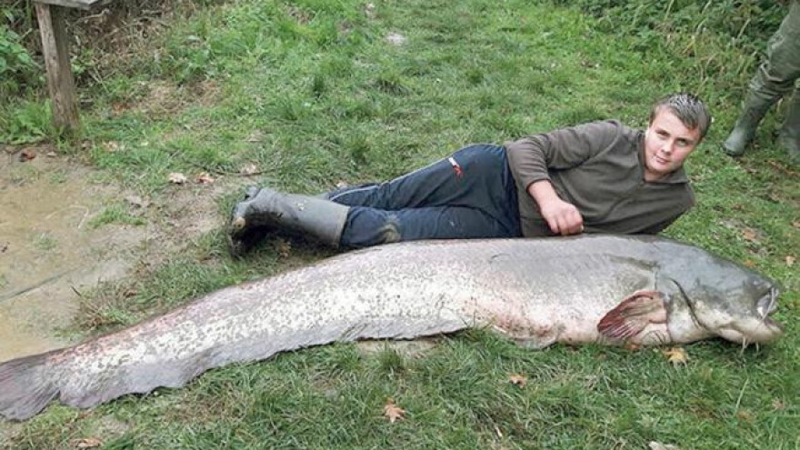 Ulovio soma teškog 91 kg i dugog 220 cm!