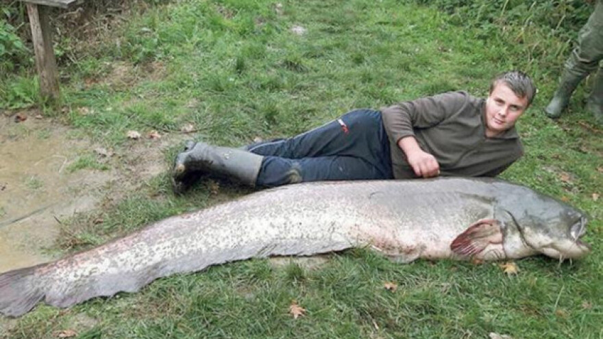 Ulovio soma teškog 91 kg i dugog 220 cm!