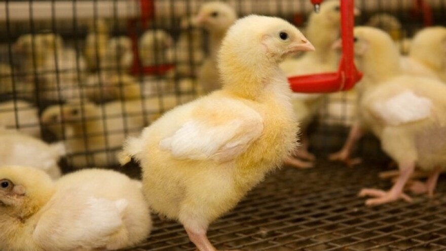 Bill Gates donirao 100.000 pilića!