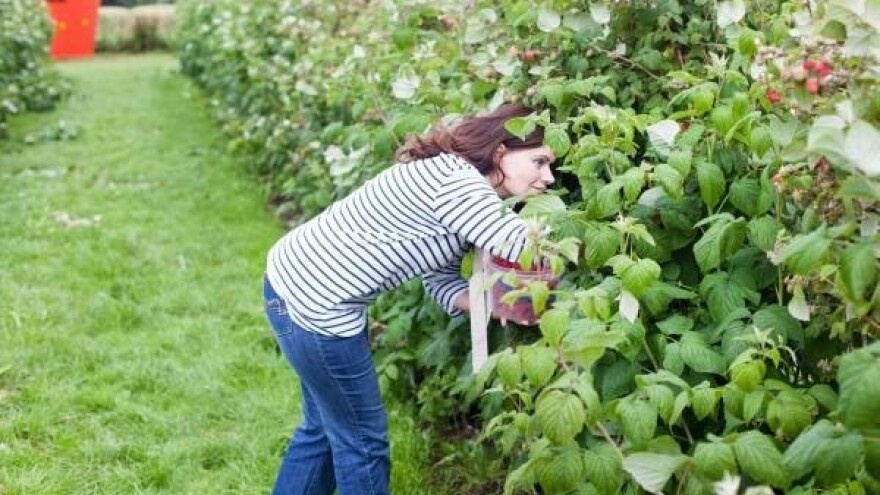100.000 sadnica za proizvođače malina i kupina