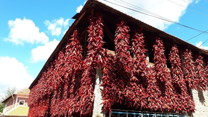 Donja Lokošnica: U "carstvu paprika nizača" desetine hiljada venaca