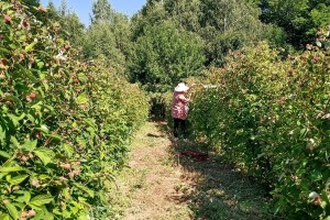 Velika potražnja za beračima malina – kolike su dnevnice ove sezone?