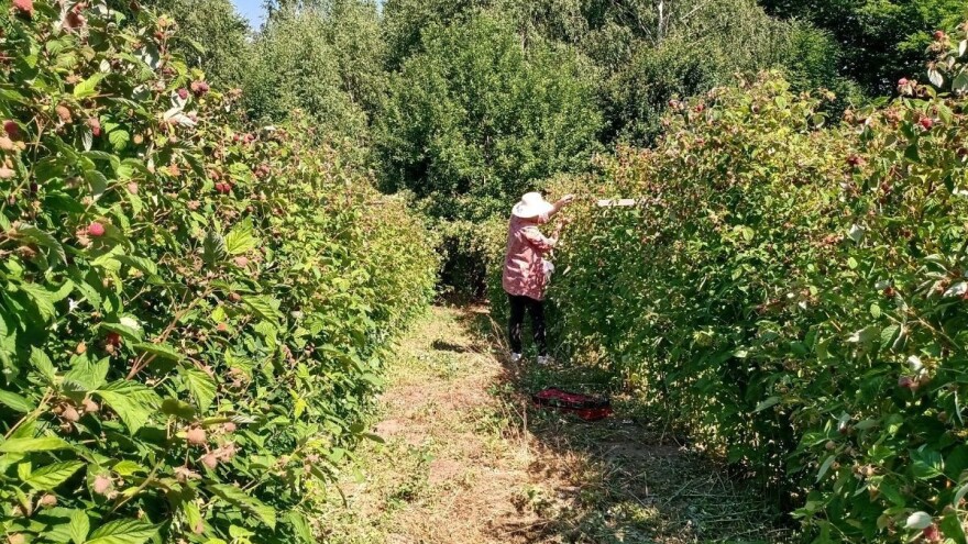 Velika potražnja za beračima malina – kolike su dnevnice ove sezone?
