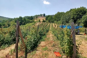 Malina posle berbe podložna bolestima - koje hemijske mere primeniti?