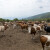 Suva planina ponovo ugrožena? Životinje bez vode već peti dan