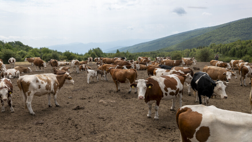 Suva planina ponovo ugrožena? Životinje bez vode već peti dan