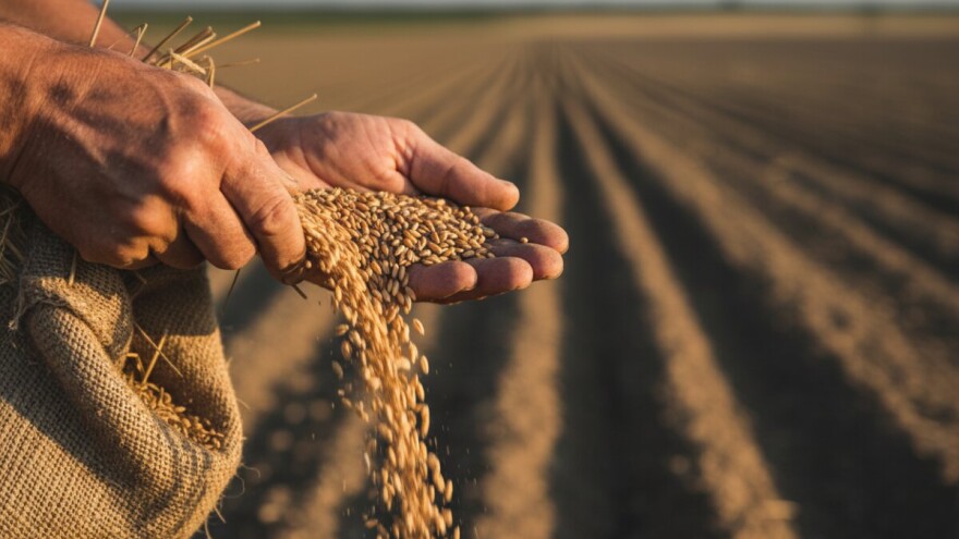 Dopuštena sjetva pšenice "tavanuše"