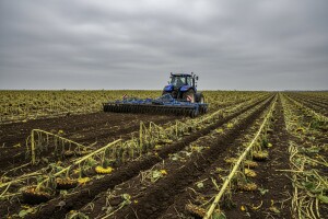 Došlo je na red i pretanjuravanje suncokreta