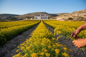 Dovoljni kapaciteti za preradu smilja u Hercegovini?