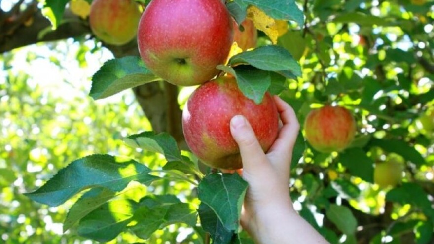 Kako do zdravih i kvalitetnih plodova?