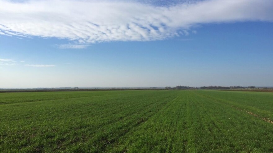 Niču korovi u žitaricama - riješite ih se s provjerenim herbicidima!