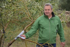 Grad poharao Novigrad: Bujne krošnje spasile urod maslina dr. Ivice Vlatkovića