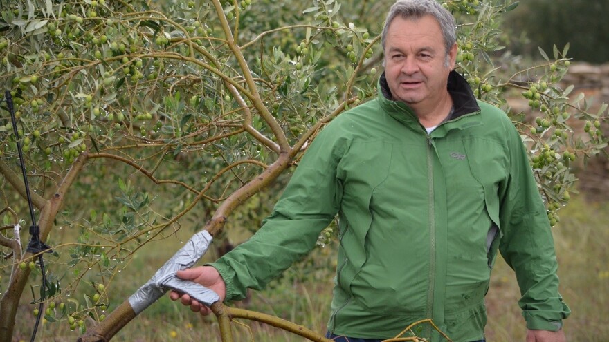 Grad poharao Novigrad: Bujne krošnje spasile urod maslina dr. Ivice Vlatkovića