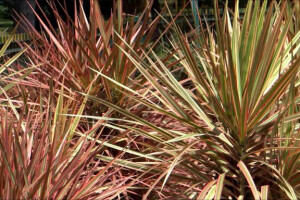 Dracena - ženski zmaj, biljka čistač zraka