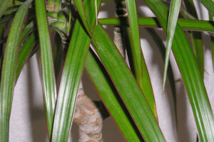 Dracena - sobna biljka koju rado gajimo