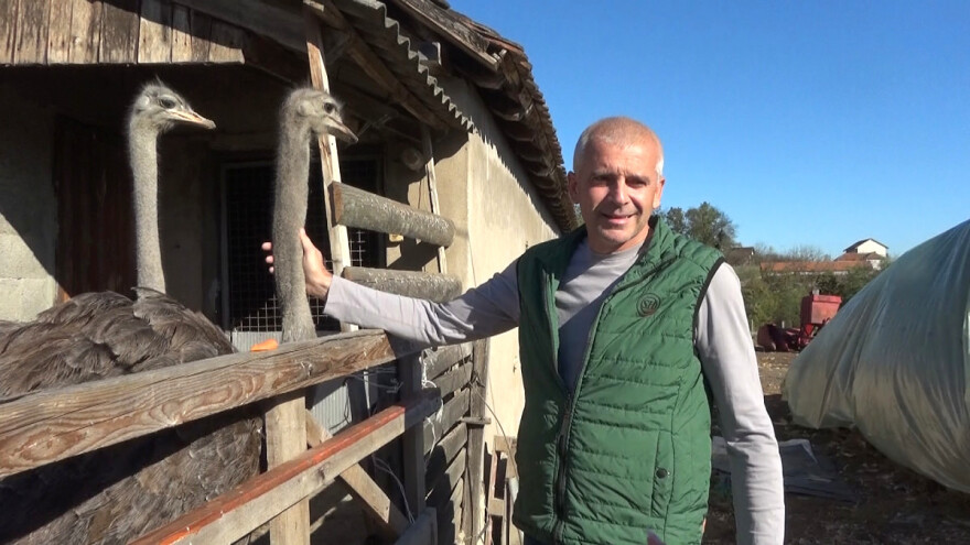 Domaćinstvo Dragana Markovića sada ima nojeve, kad nabavi lame i magarce - biće etno