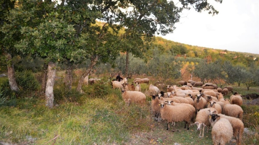Dragan Badža darivao ovčetinu da bi potaknuo prodaju domaće janjetine!