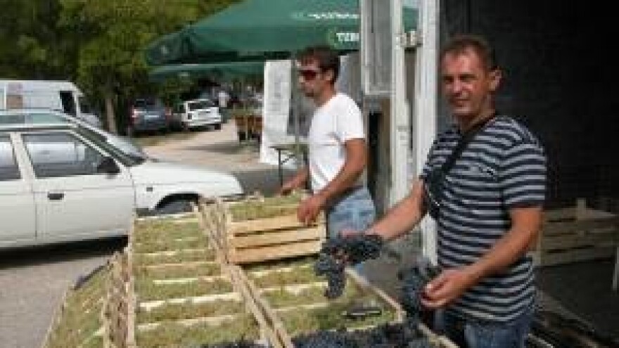 Berba i kupoprodaja grožđa