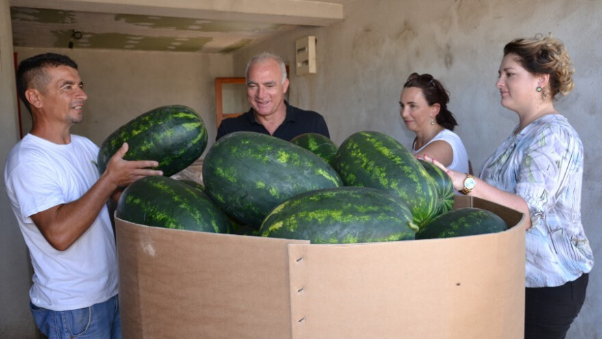 Proizveli 500 tona lubenice, očekuju i 100 tona kupusa