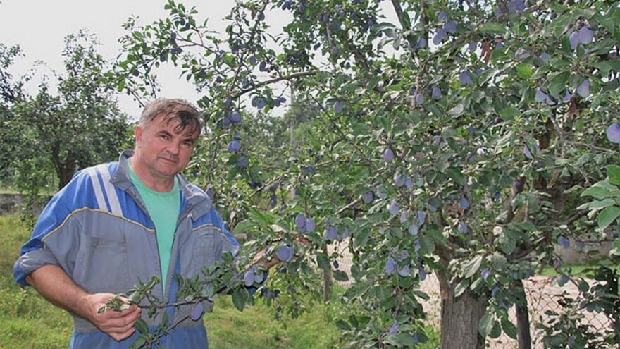 Niska cena šljiva - biće više rakije
