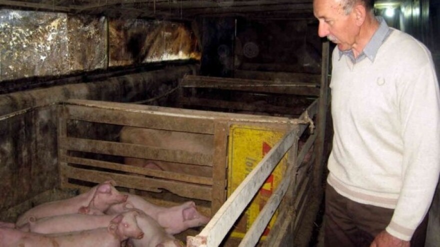 Dao bi prasiće za džabe, da mu nisu na trošku