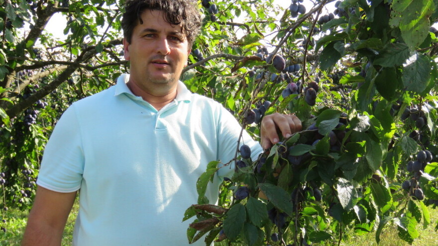 Dragan Šop: Šljive prerodile pa u šljivar ne možemo tresačem - brat ćemo ručno