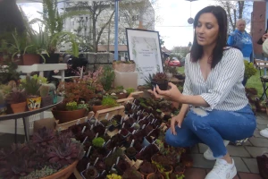 Dragana gaji 500 vrsta čuvarkuće i otkriva: Samo jedna je lekovita
