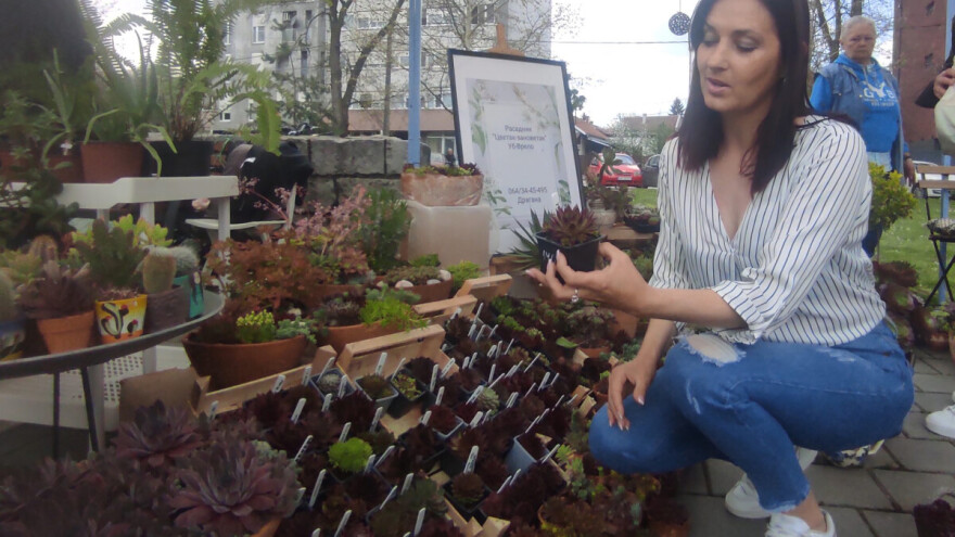 Dragana gaji 500 vrsta čuvarkuće i otkriva: Samo jedna je lekovita