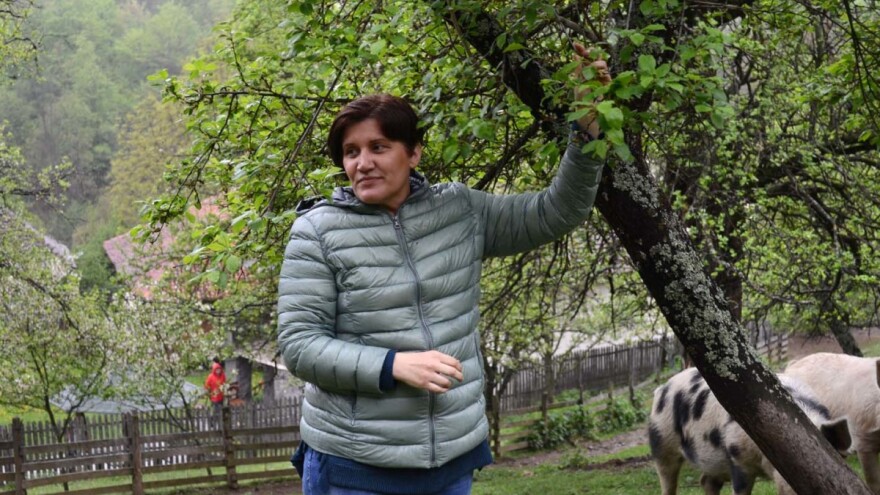Crvena ranka - povratak čuvene kraljice šljive