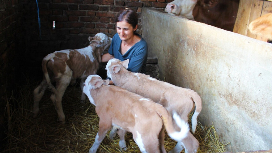 Trostruka radost u domaćinstvu u R. Srpskoj - krava otelila tri teleta