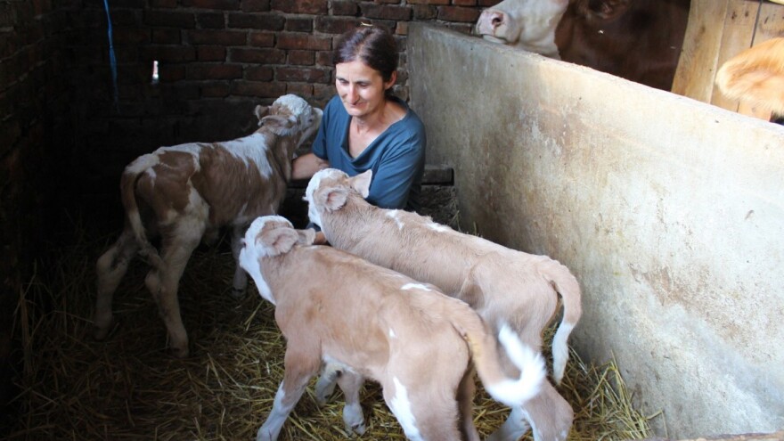 Trostruka radost u domaćinstvu u Gradišci - krava otelila tri teleta