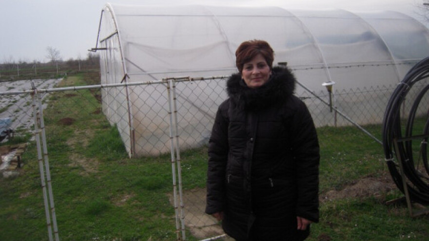 Proizvodnja hrizantema u dvorišnom plasteniku