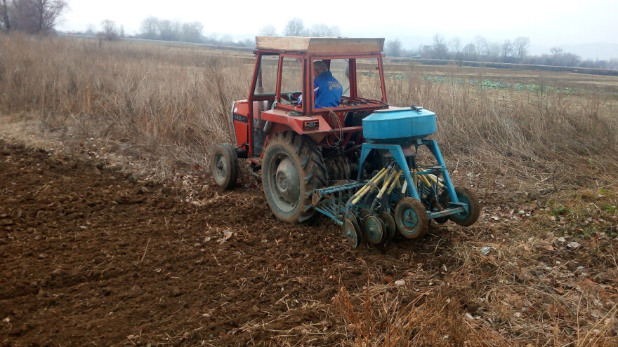 Reč stručnjaka: "Tavansko" ili deklarisano seme?!
