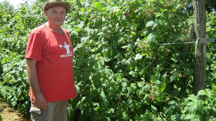 Dragan Spasić novu zaradu pronašao u proizvodnji maline