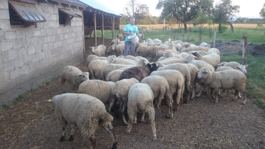 "Otac ne bi vjerovao da uzgajam ovce i koze!"