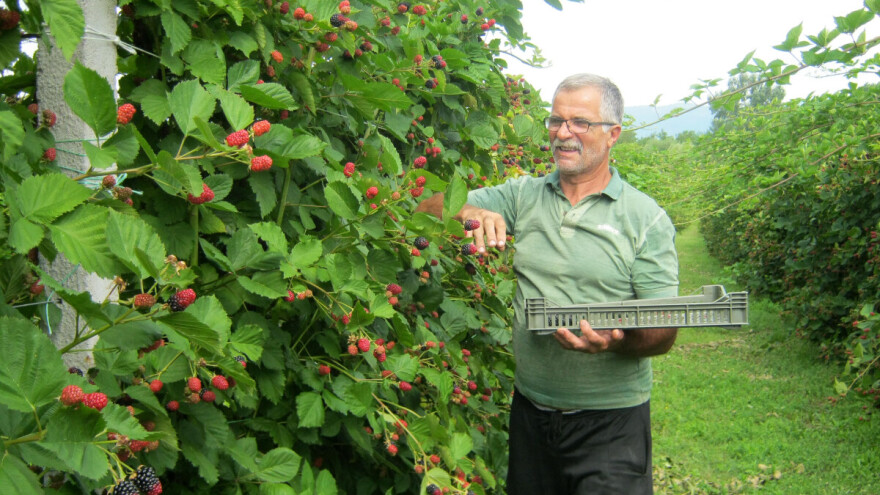 Dragiša Stojilković se radovao proizvodnji kupine, a sada je daje u bescenje