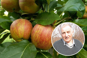 Dragoja Dojčinović: '80-e su bile zlatne godine za voćarstvo, danas je puno problema