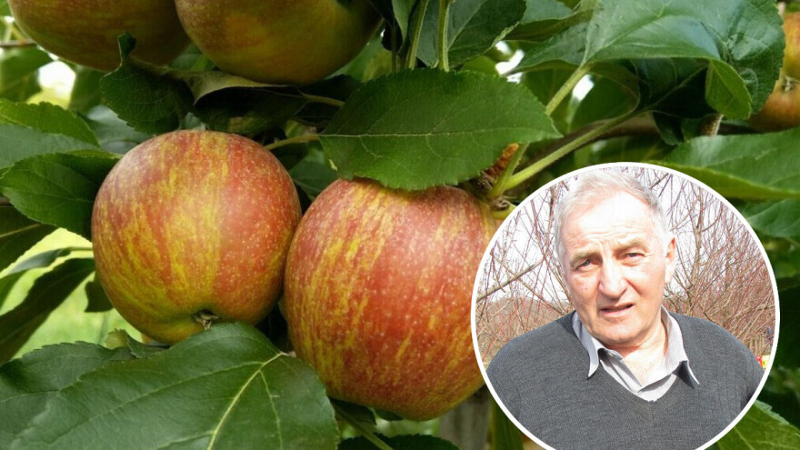 Dragoja Dojčinović: '80-e su bile zlatne godine za voćarstvo, danas je puno problema