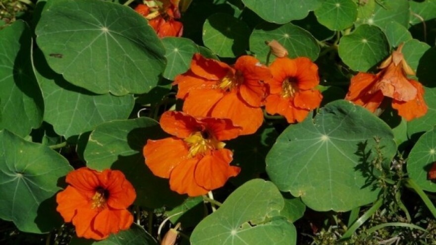 Dragoljub - izvor vitamina C u svakom vrtu