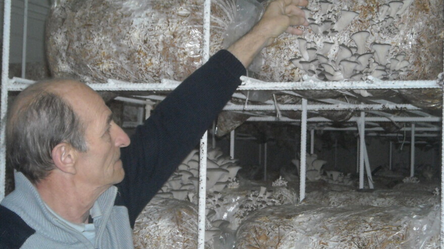 Proizvodnja bukovače rentabilnija od šampinjona?!