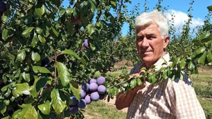 Šljive dobro rađaju i u Sremu