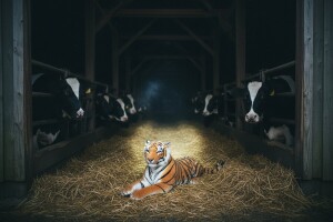 Drama u štali, tigar među kravama
