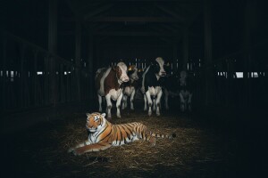 Drama u štali, tigar među kravama