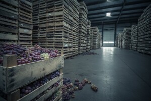 Dramatično stanje na tržištu grožđa