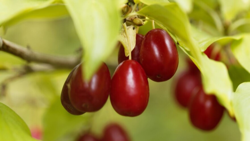 Stablo drena - atraktivno voće kiselog ukusa