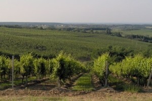 Drenju nova vinska cesta i vinski muzej