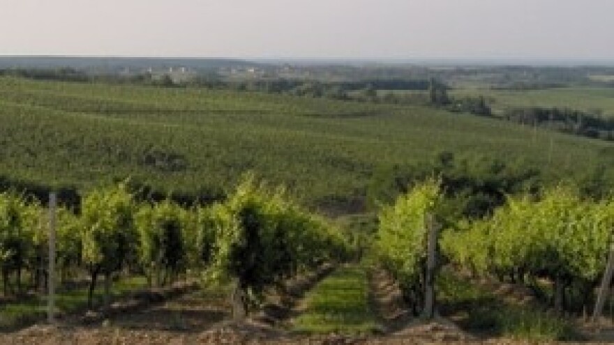 Drenju nova vinska cesta i vinski muzej