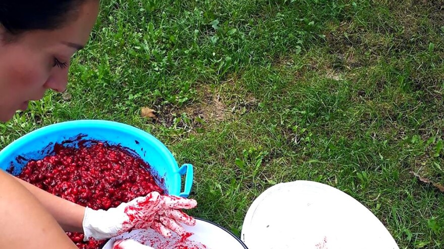 Jovanka Sabljić: Prilika je sada ili nikada, može se živjeti od drenjina