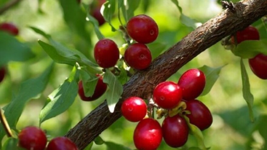 Drijen - zaboravljeno voće, ali i ekonomski resurs