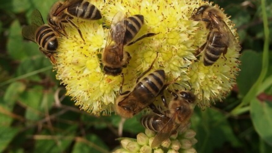 Kako dresirati pčele?